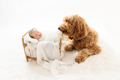 Newborn baby girl wrapped in while swaddled laying in a tiny crib with her golden doodle looking at her on an all white background.